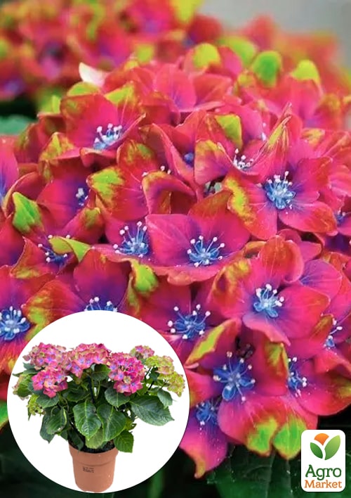 

LMTD Гортензия цветущая macrophylla Saxon Schloss Wackerbarth 4-х летняя (высота 40-60см)