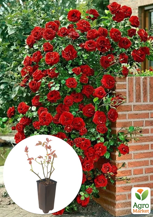 

Роза плетистая Norita в контейнере, высший сорт