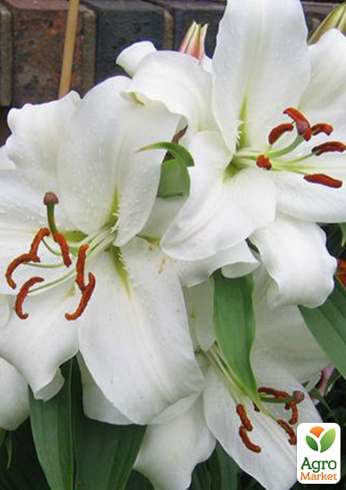 

Лілія Casa Blanca