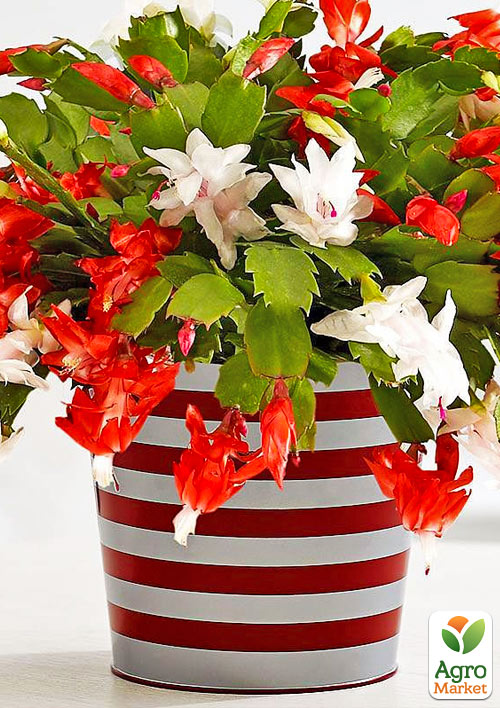 

Шлюмбергера «Bicolor» (Декабрист, зігокактус)