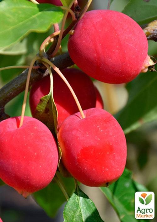 

Яблуня Долго (райське яблучко)