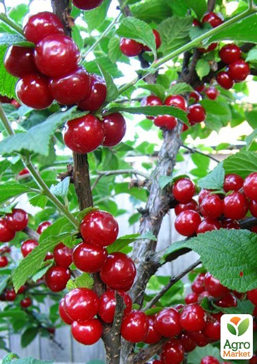 

Вишня войлочная