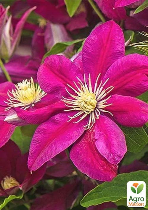 

Клематис Ernest Markham