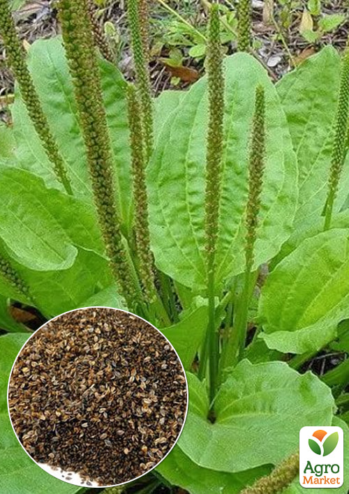 

Подорожник Аптечный (Зипер) ТМ Весна 3г