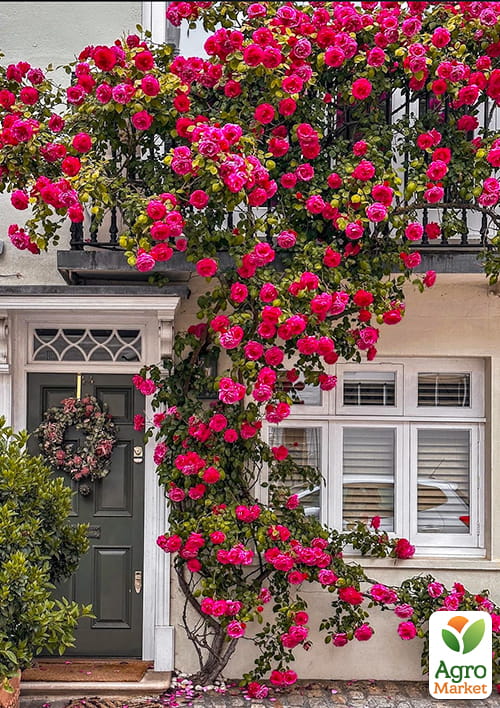 

Троянда плетиста Діззі Хайтс (саджанець класу АА+) вищий сорт