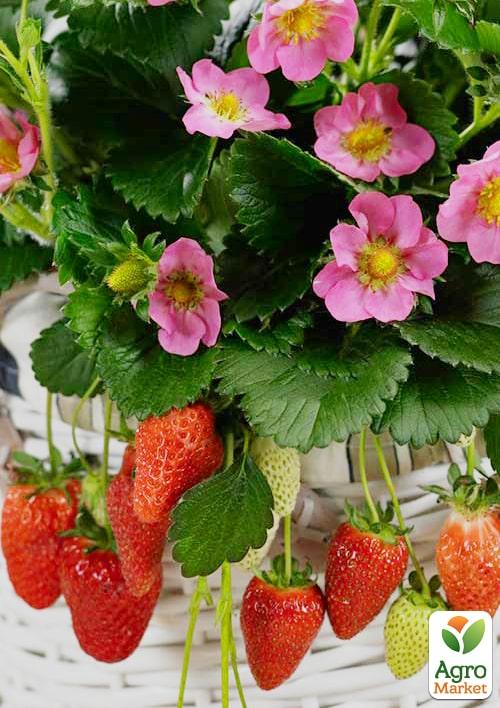 

Полуниця Ампельна Тарпан (Tarpan) (ремонтантний, великоплідний, солодкий сорт)