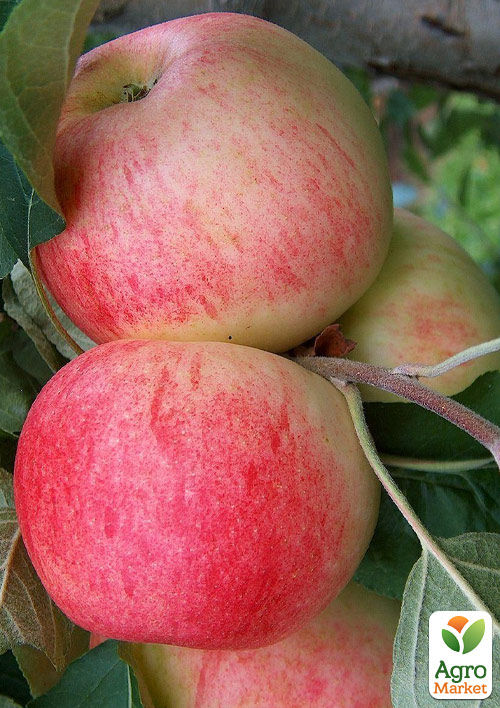 

Яблуня Целесте (літній сорт пізнього терміну дозрівання)