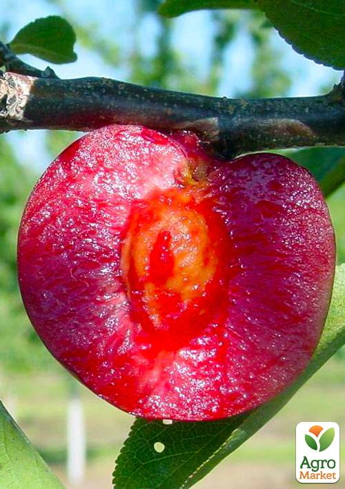 

Слива Ред Харт (летний сорт, средний срок созревания)