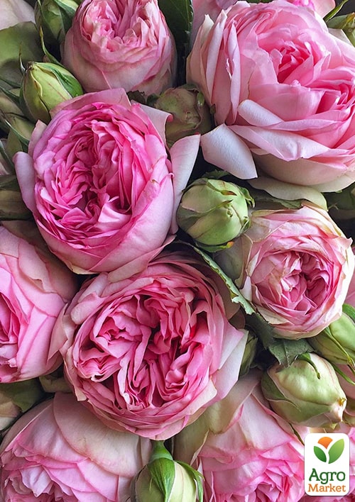 

Троянда кущова Брайдан Піано (BRIDAL PIANO) (саджанець класу АА +) вищий сорт