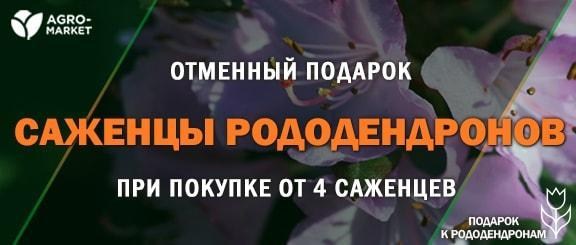 Акция! Уникальный саженец с подарком для Вас, коллеги Акция! Уникальный саженец с подарком для Вас, коллеги