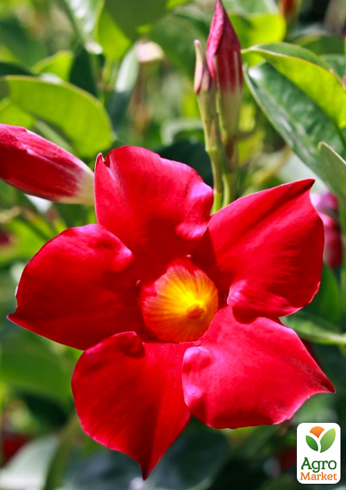 

Дипладенія (Mandevilla) Classic Early Scarlet (квітуча ліана)