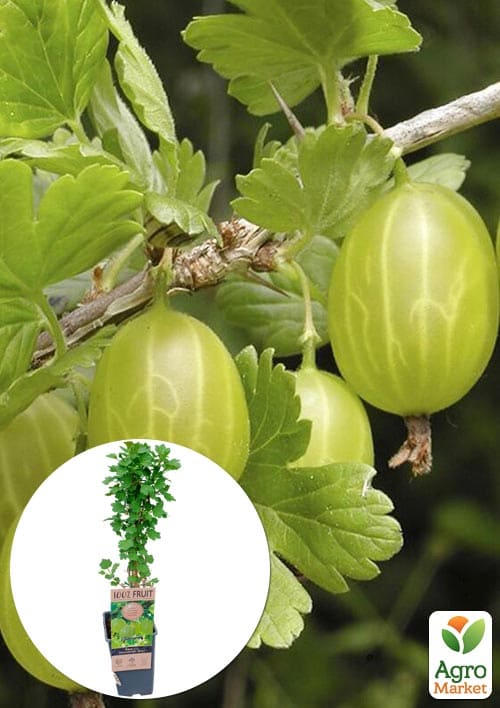 

LMTD Крыжовник Hinnonmaki Green (сортовой, укорененный) высота 50-70см