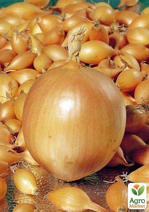 

Голландська цибуля-сівок 0.5кг (арбажейка) ранній, жовтий Шекспір