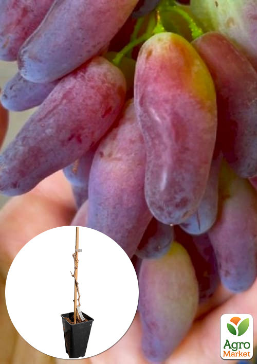 

Виноград десертный Бананчик Розовый (укорененный саженец в контейнере)