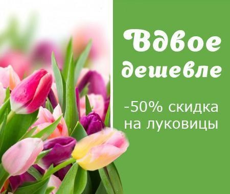 Акция! Вдвое дешевле Акция! Вдвое дешевле