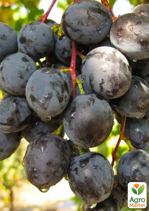 

Виноград Фурор (легкий великоягідний мускат раннього терміну дозрівання)