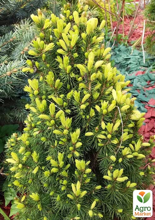 

Ялина канадська сиза Rainbows End