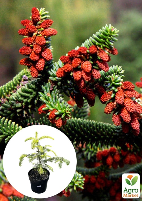 

Ялиця Іспанська 3-х річна Abies pinsapo (висота 25-35см)