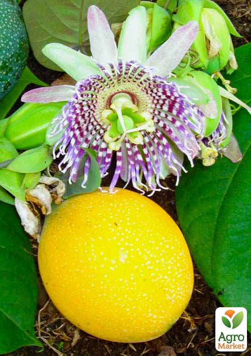 

Пассифлора голубая cъедобная Кавалерийская звезда