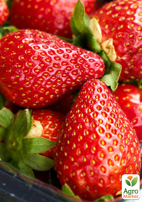 

Клубника Мальга (Malga) (ранний, ремонтантный, крупноплодный сорт)