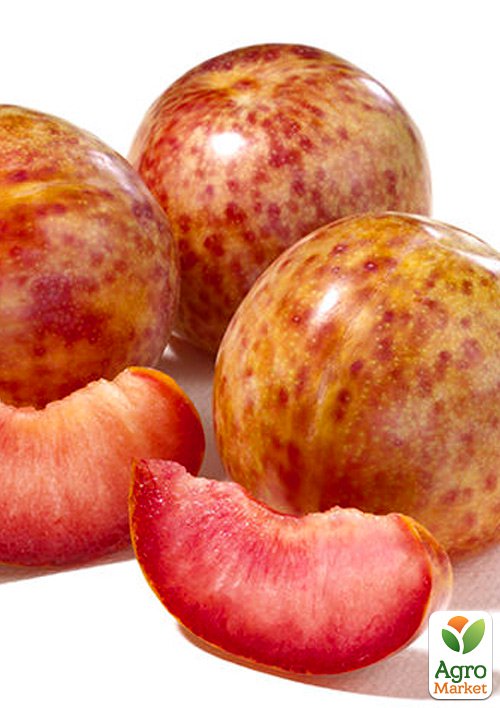 

Гибрид слива+абрикос Плумкот 1саженец в упаковке.