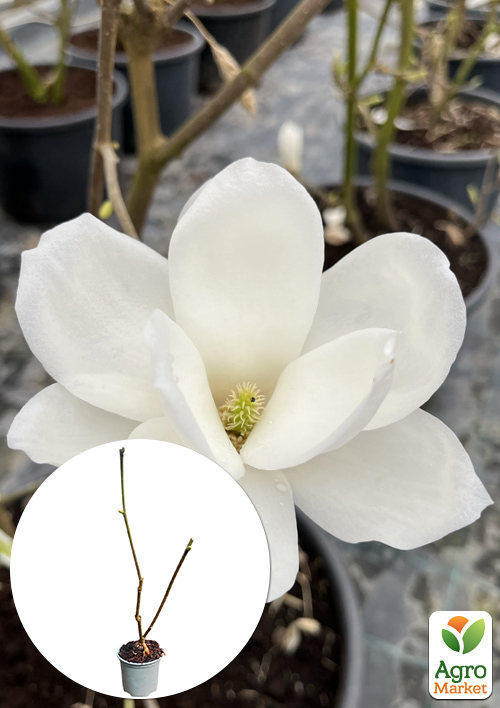 

Магнолія 2-х річна оголена Double Diamond (висота 25-35см)