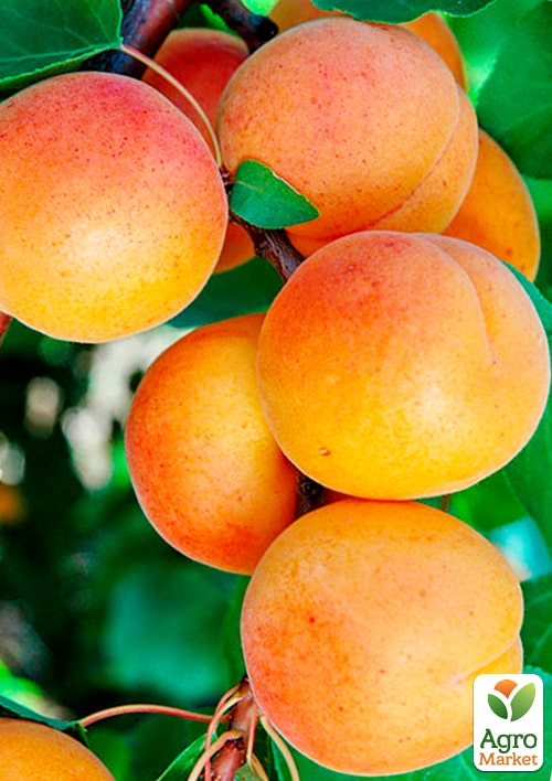 

Абрикос Фаркло (пізній термін дозрівання)