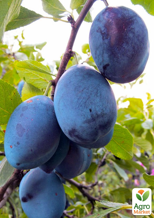 

Ексклюзив! Слива синьо-фіолетова Індиго (Indigo) (преміальний самозапильний сорт, на чорнослив)