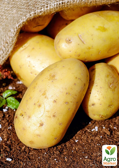 

Картофель Бернина семенной среднеспелый (1 репродукция) 1кг