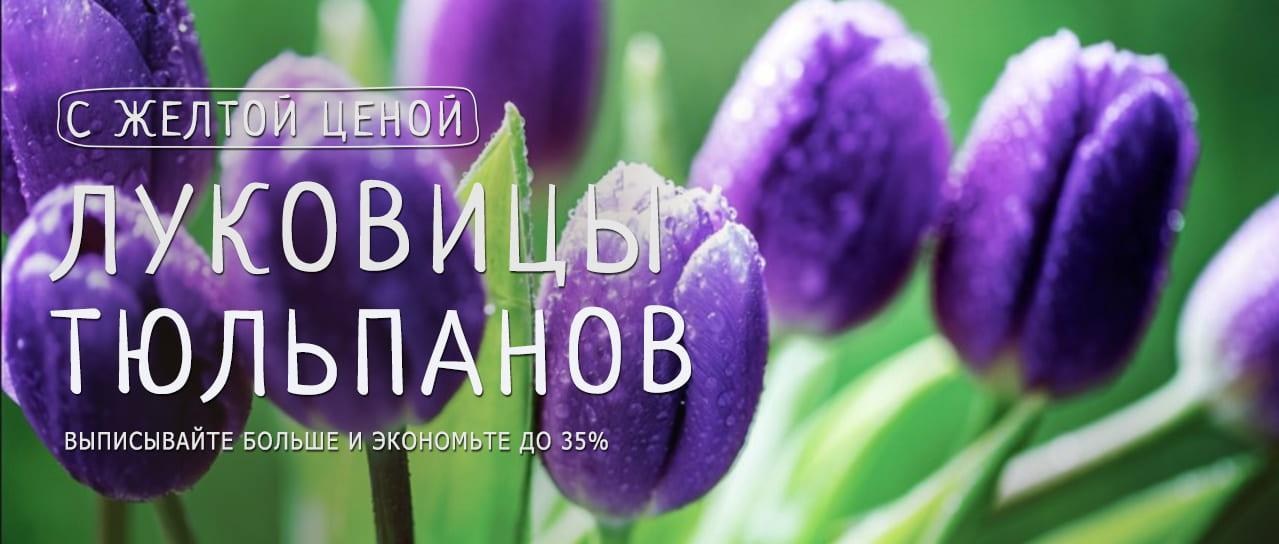 Акция! Желтые цены на луковицы головокружительных тюльпанов Акция! Желтые цены на луковицы головокружительных тюльпанов