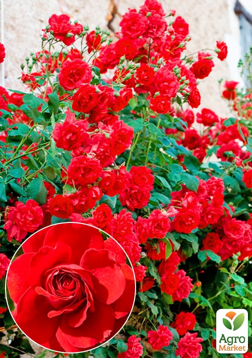 

Роза плетистая Grand Award (саженец класса АА+) высший сорт