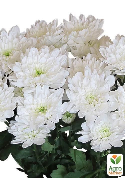 

Хризантема букетна зрізувальна Nova Zembla White