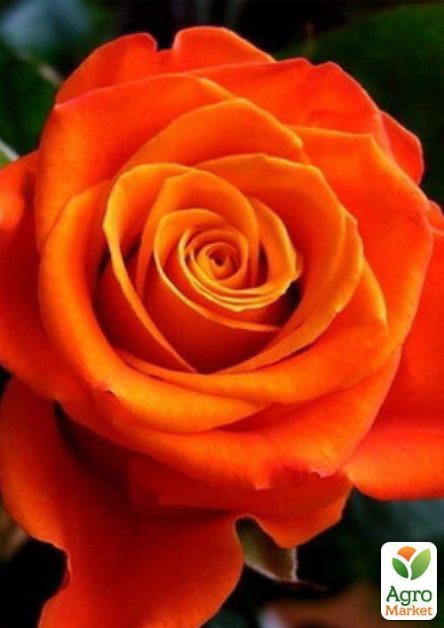 

Роза чайно-гибридная Моника (саженец класса АА+) высший сорт