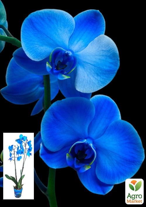 Орхидея (Phalaenopsis) "Royal Blue" 1 саженец в упаковке (комнатный) Нидерланды