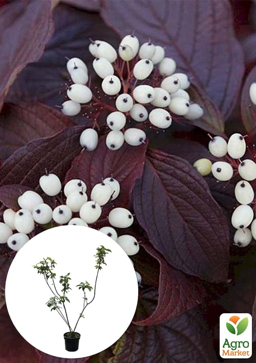 

Дерен 2-х річний білий Siberian Pearls С2 висота 30-40см