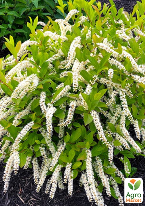 

Итея виргинская Love Child, Р9