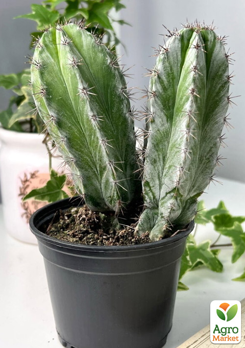 

Кактус Поласькія Чічіпе (Polaskia chichipe) (Нідерланди)