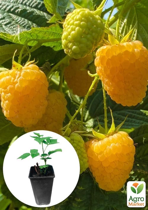 

Малина Зюгана Голд укорененная в контейнере (ремонтантный сорт)