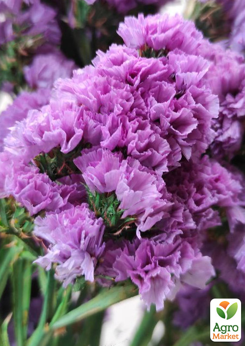 

Статица Lavender Provence (кермек, лимониум, сухоцвет)