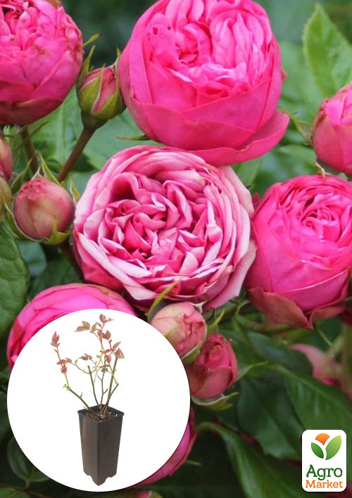 

Роза английская Пинк Пиано в контейнере, высший сорт