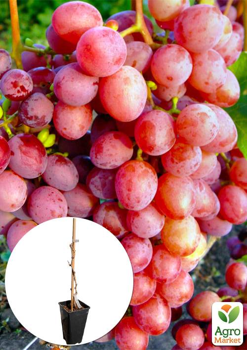 

Виноград кишміш Подяка Полякам (вкорінений саджанець у контейнері)