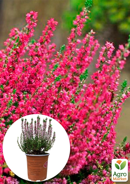 

Верес звичайний Loki