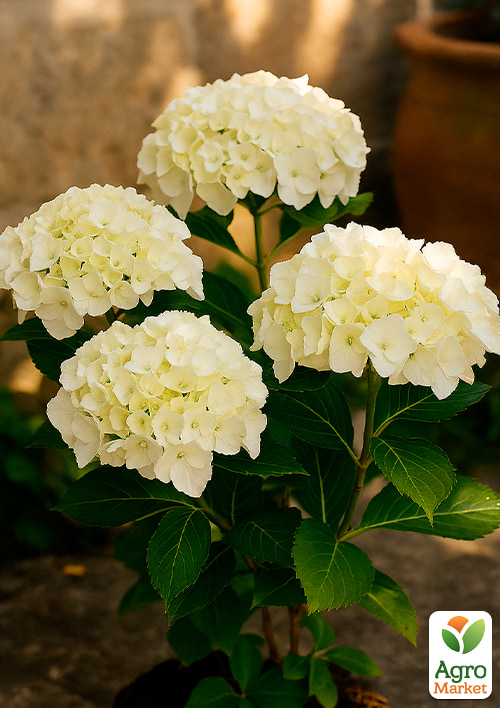 

Гортензия крупнолистная белая Bright White