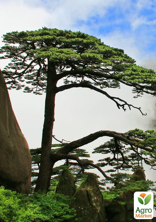 

Сосна Хуаньшаньская (Pinus hwangshanensis) горшок P9