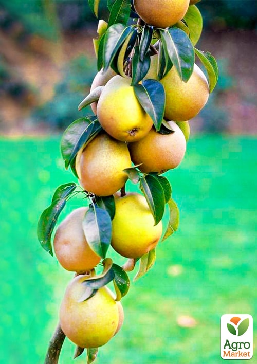 

Груша колоновидна Лада