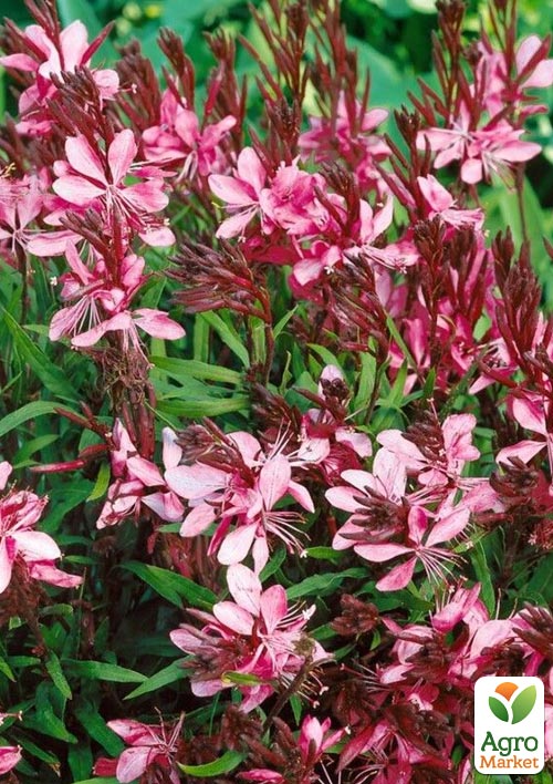 

Гаура lindheimeri Cherry Brandy (вазон С2, эффектный многолетник)