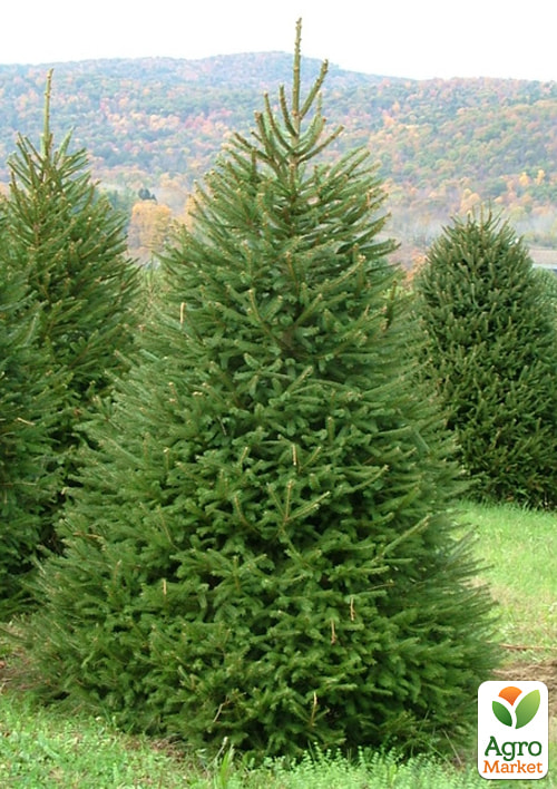 

Ялина 6-ти річна європейська Excelsa С5, висота 80-100см