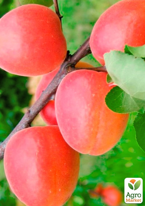 

Абрикос Леди Кот (поздний срок созрвания)