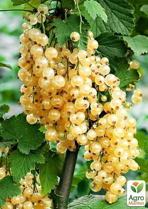 

Смородина на штамбе Уайт Ютербог (White Yuterbog) (среднераннего срока созревания, крупноплодный сорт)