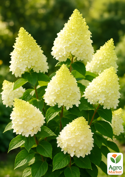 

Гортензія волотиста Summer Snow (контейнер P9)